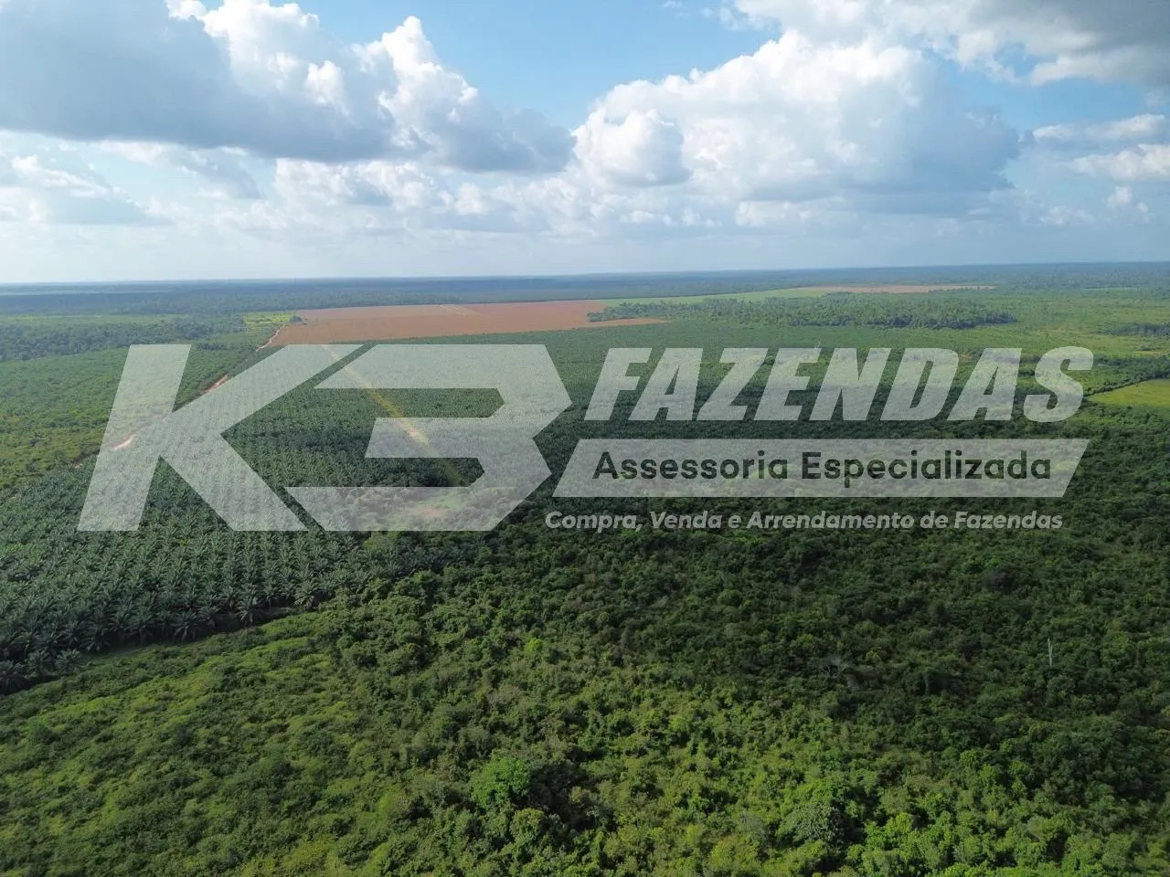 851.84 hectares, com 363 hectares formado com Dendê produtivo | Tailândia Pa.