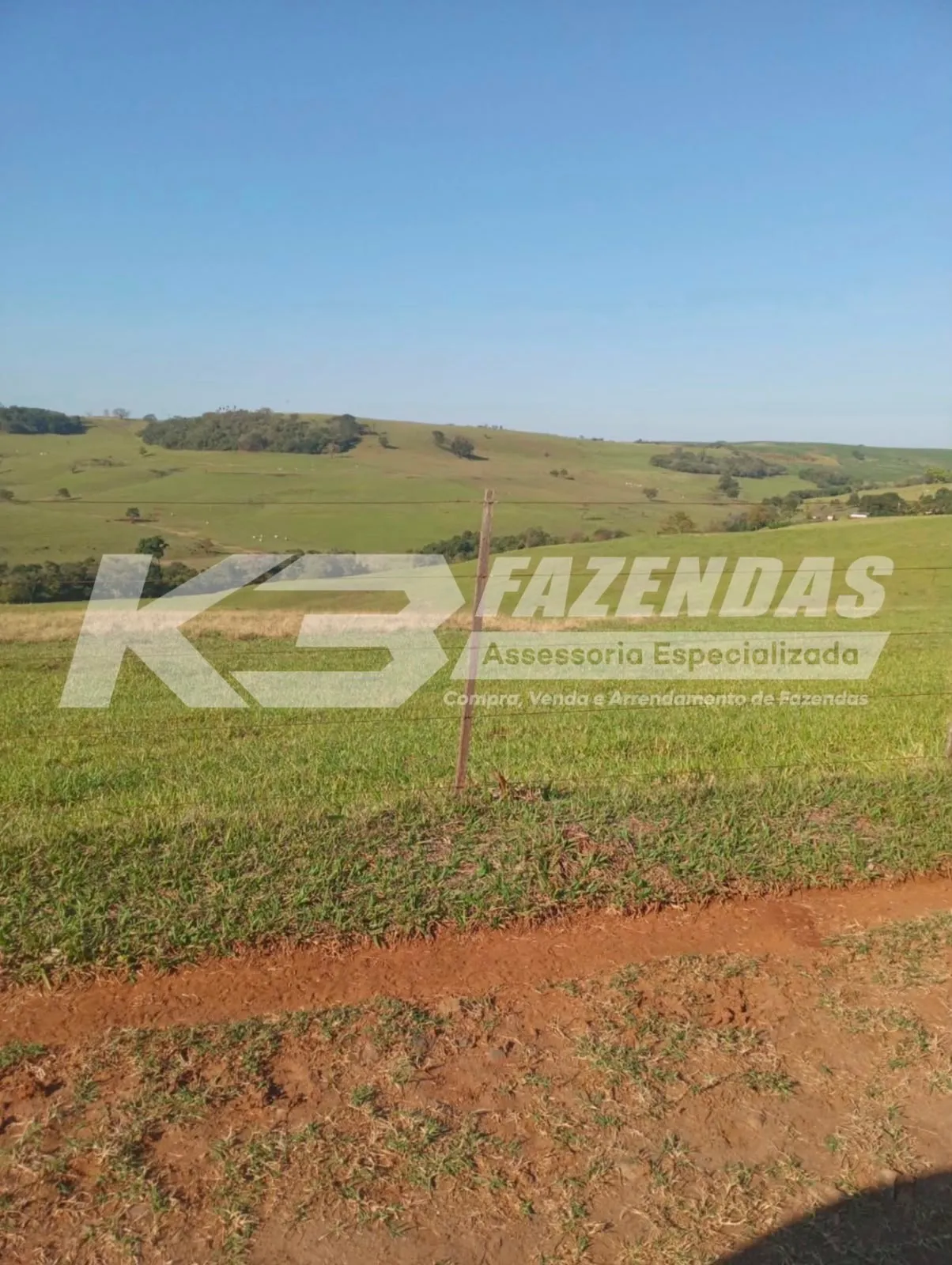 99 alqueires formados na pecuária | Dupla Aptidão | Norte do Paraná