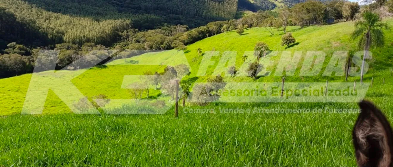 FAZENDA FORMADA NA PECUÁRIA | DUPLA APTIDÃO – GUARANIAÇU PR
