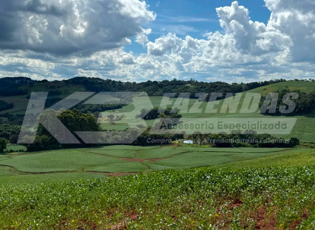 FAZENDA FORMADA EM LAVOURA | REGIÃO ESTRATÉGICA DO OESTE DO PARANÁ