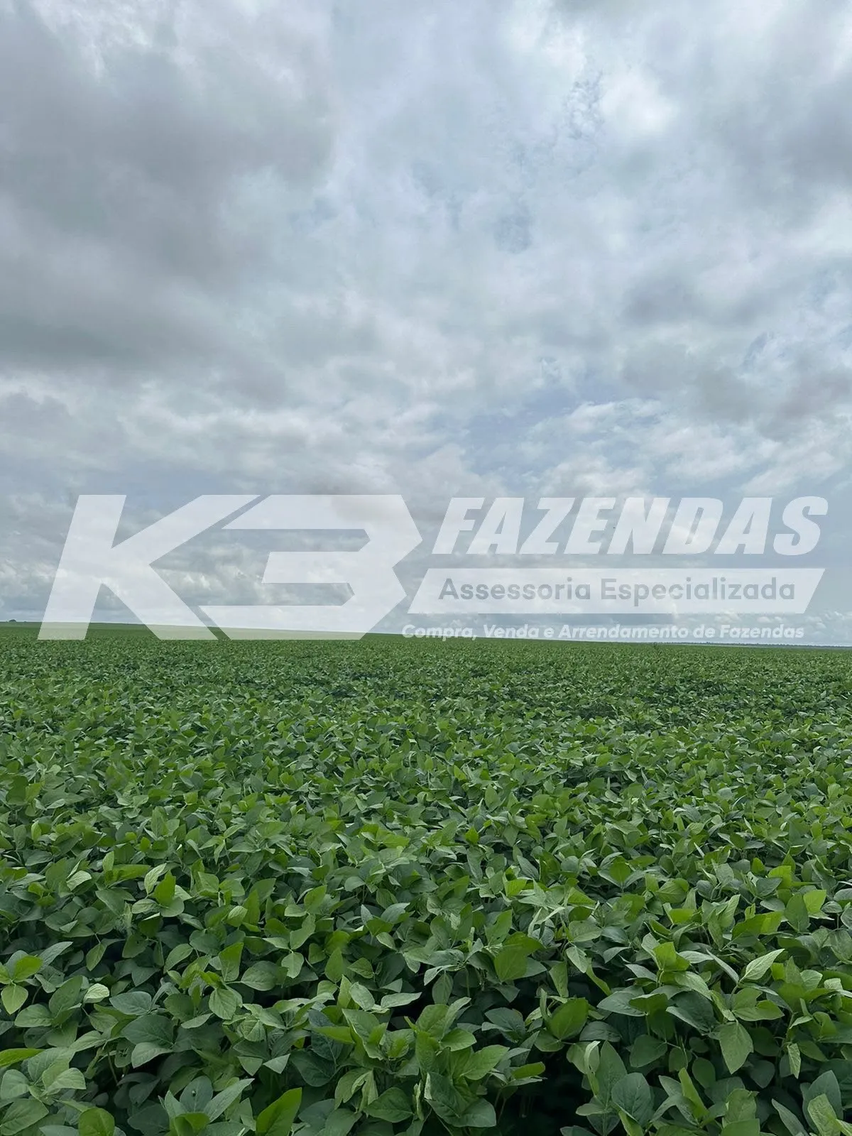 ARRENDAMENTO AGRÍCOLA | FORTALEZA DOS NOGUEIRAS – MARANHÃO