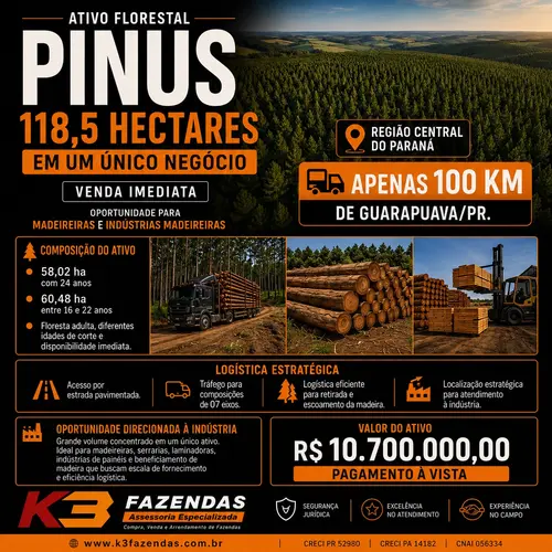 118,5 HÁ DE PINUS DISPONÍVEL PARA VENDA IMEDIATA I 100 KM DE GUARAPUAVA PR